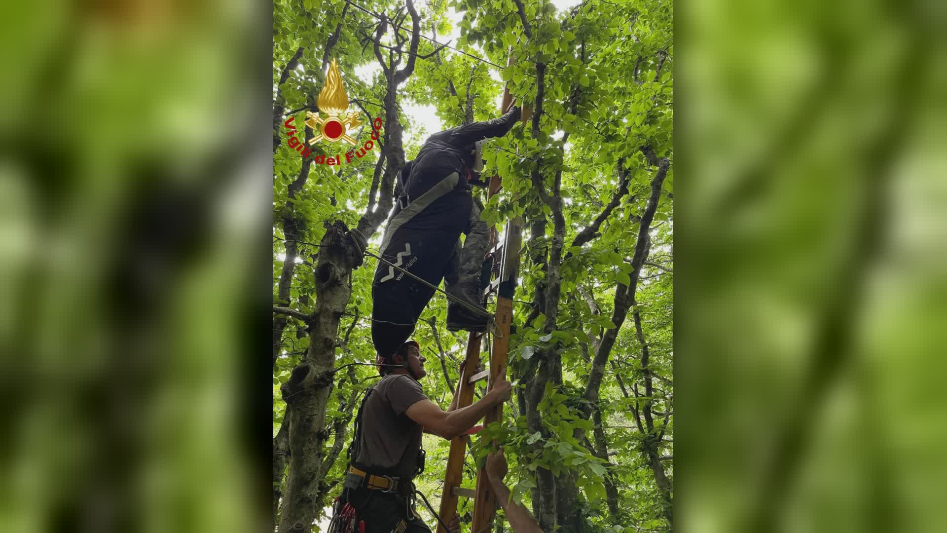 Con parapendio cade su un albero: salvato dai vigili del fuoco