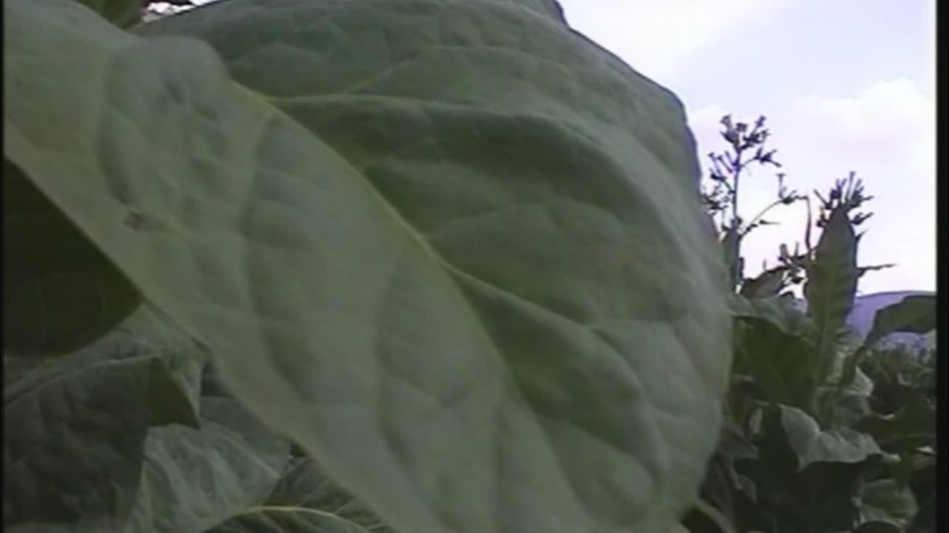 Tabacco, gruppo agricoltori lancia appello alle istituzioni