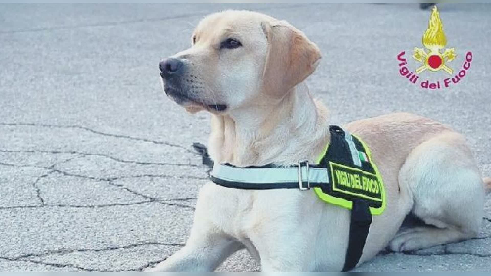 Il cane Blinky salva un uomo di 50 anni perso in bosco