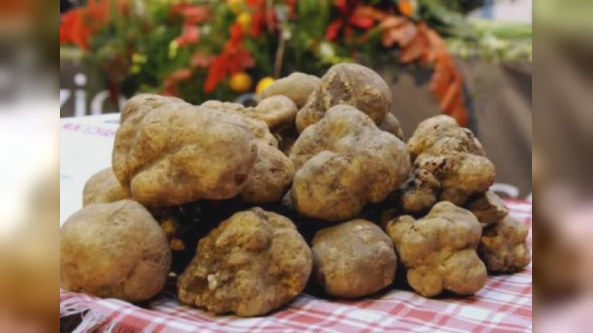 La ‘Cerca e cavatura del tartufo’ in lista Patrimonio Unesco