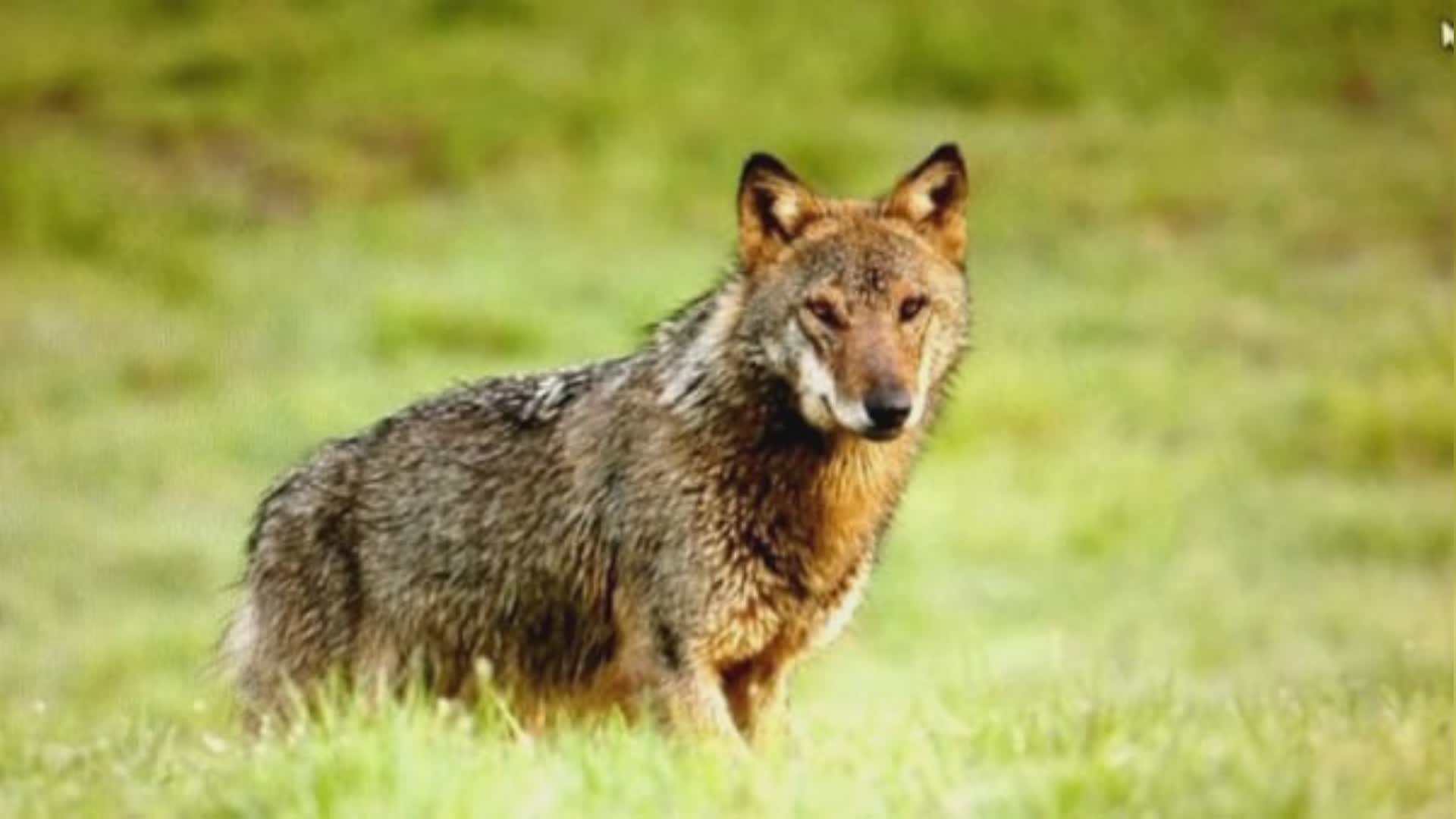 Attacchi lupi ad allevamenti, Coldiretti denuncia aumento dei casi