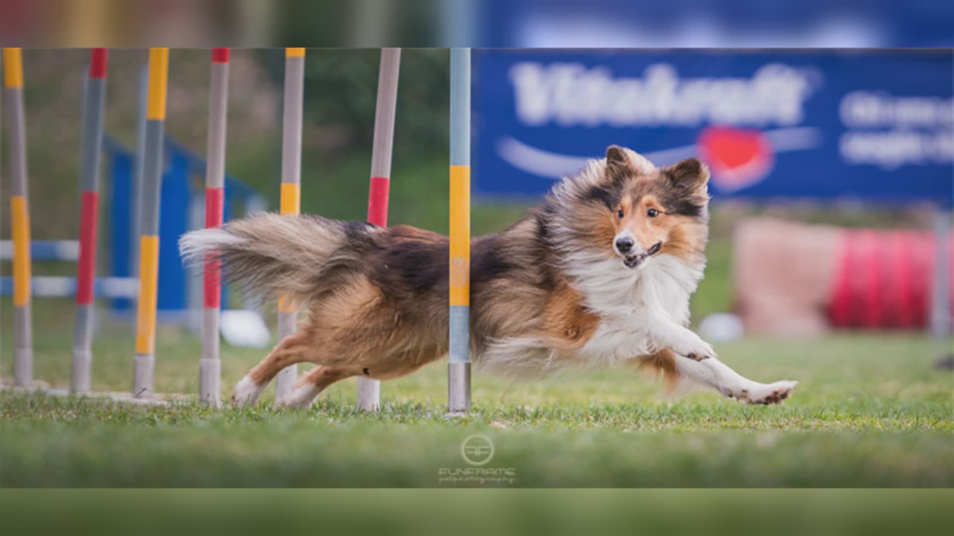 Dog Day 2022: la grande festa degli amici a quattro zampe