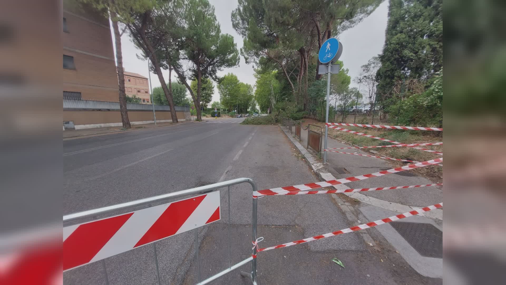 Chiusa via Nobili: sarà necessario abbattere un albero pericoloso