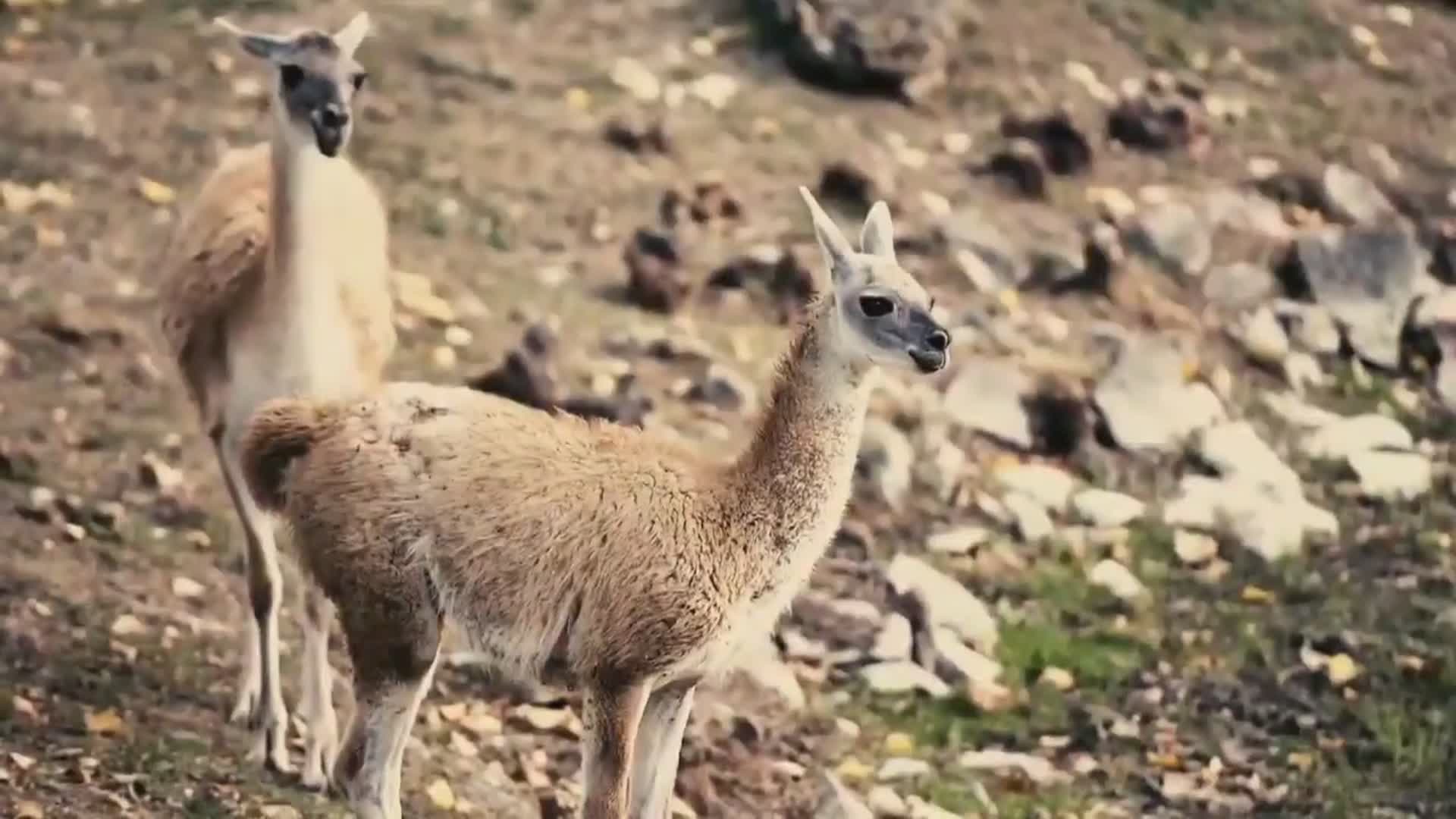 Alpaca sgozzati dai lupi al Leo Park di Rosceto