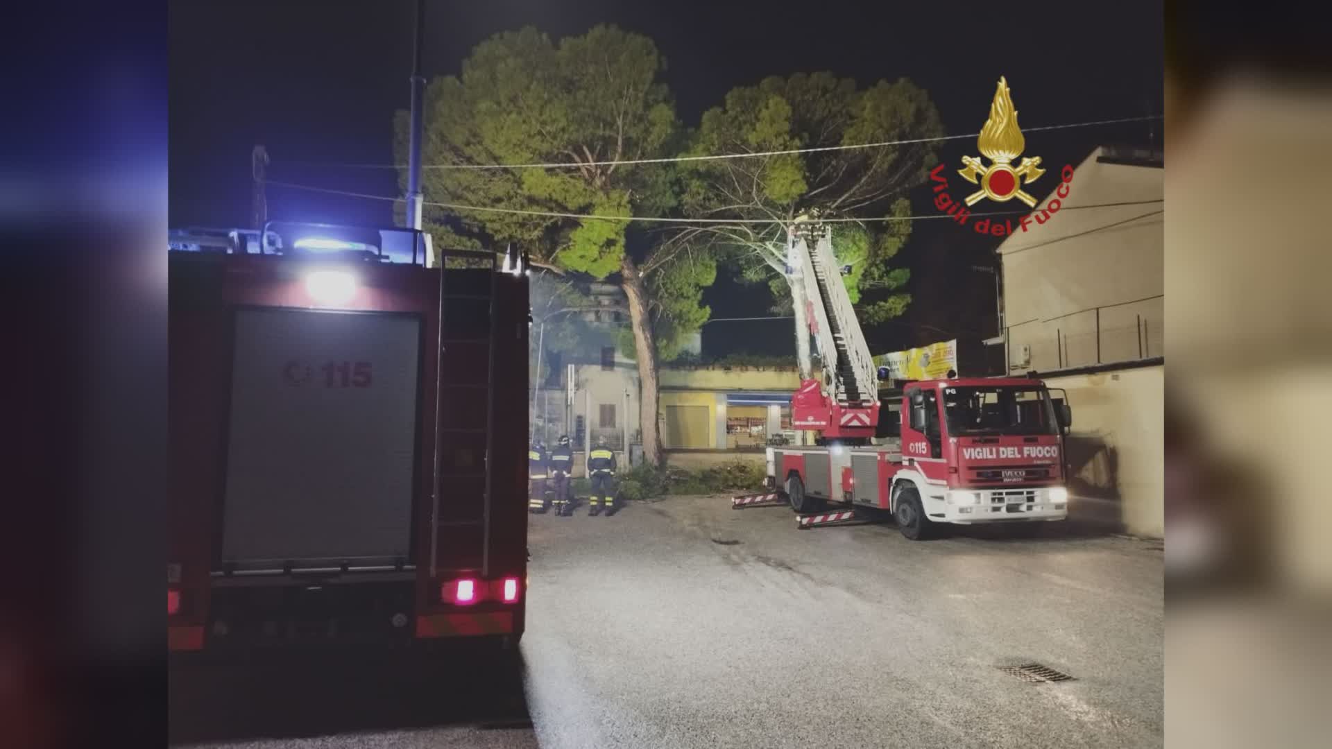 Ancora interventi dei vigili del fuoco per alberi caduti