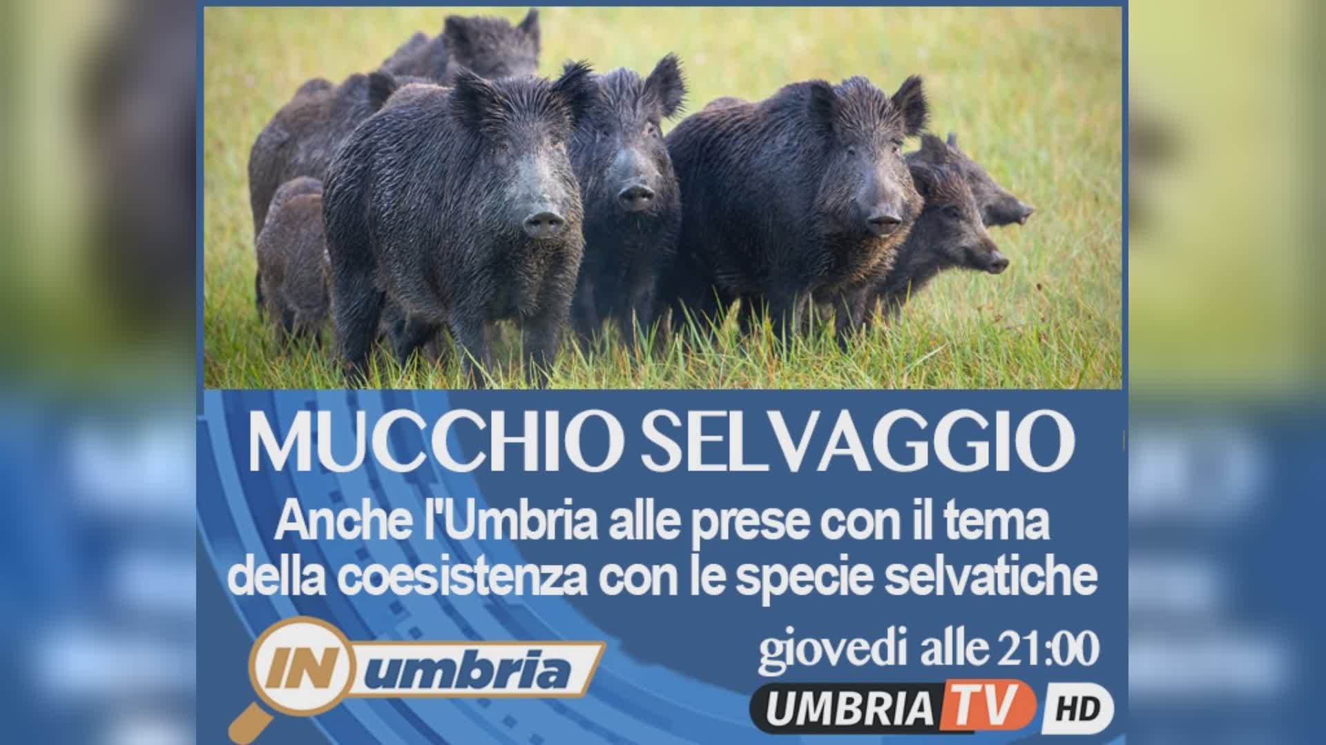 Animali selvatici, danni e gestione: domani a "In Umbria"