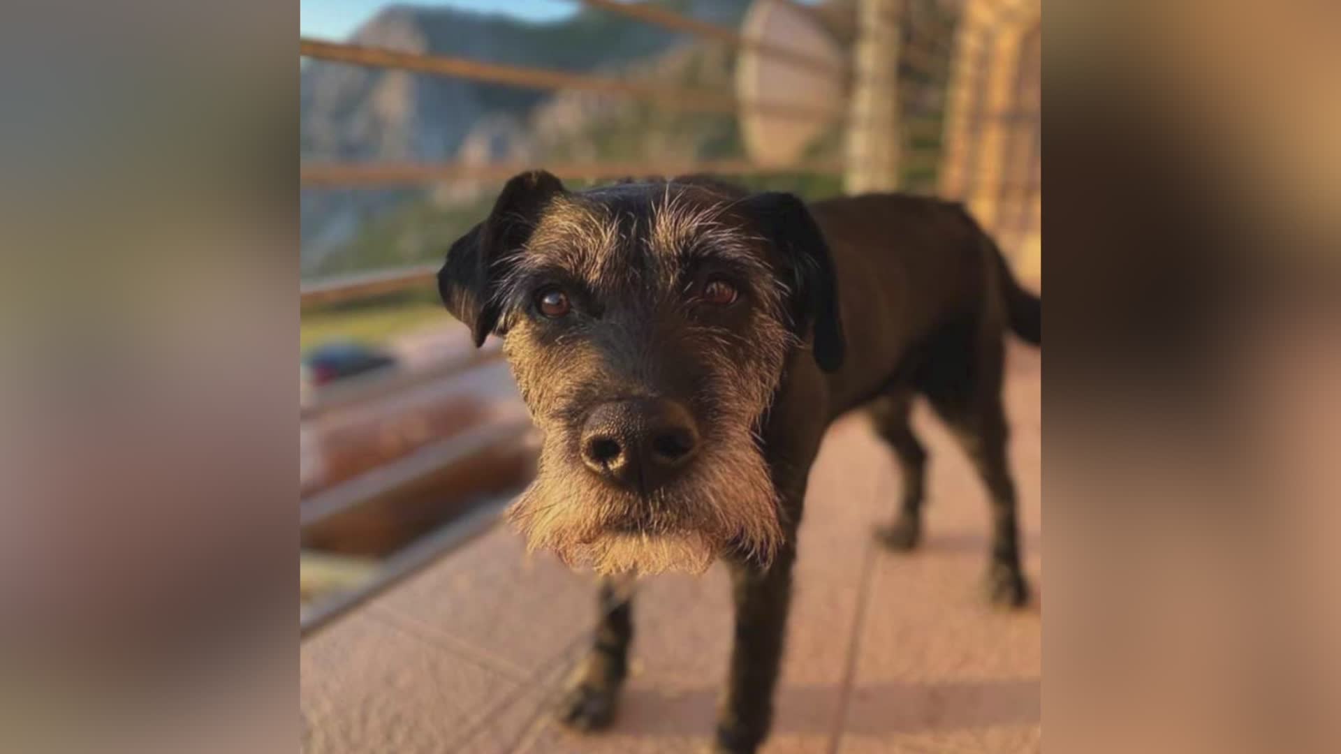 Youtumbria: Monte Tezio, cane muore dopo aver mangiato esca avvelenata