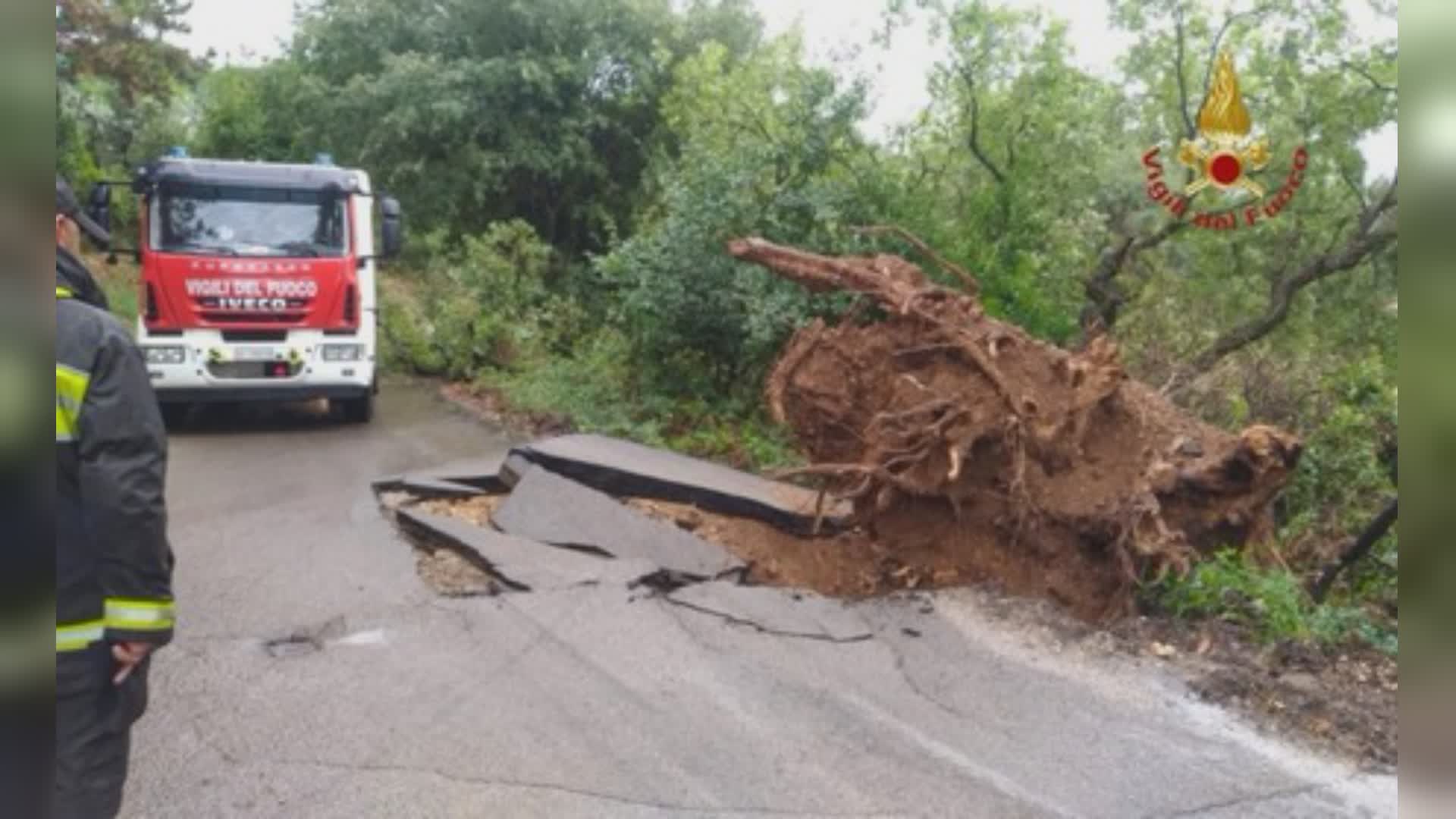 Terni, strada Piedimonte, albero cade e rovina asfalto