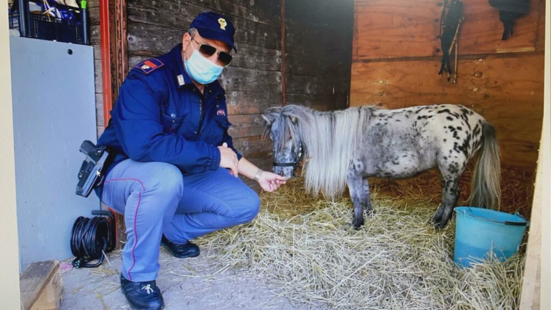Ritrovato dalla Polizia un pony rubato nel Vicentino