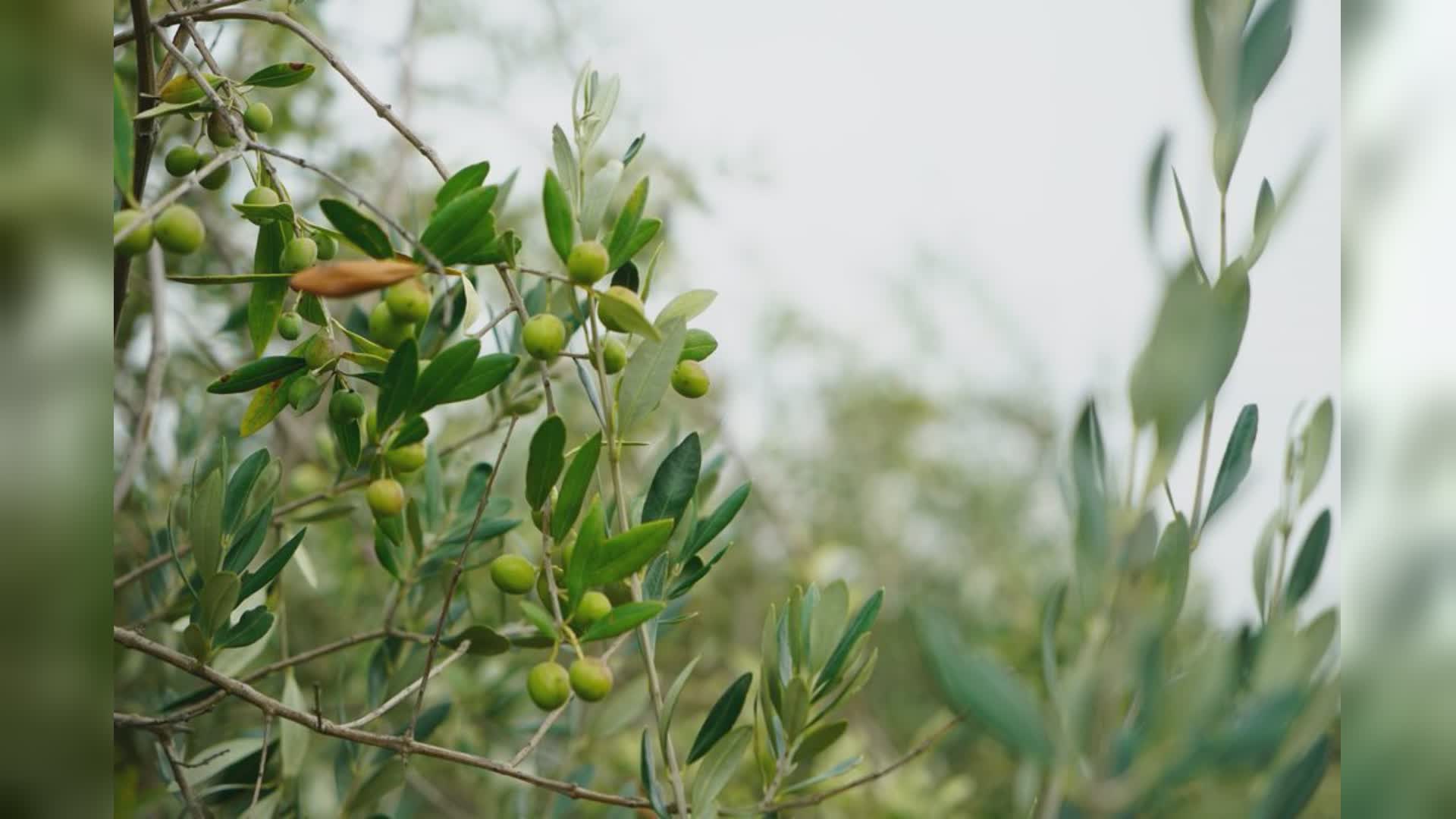 Olive, progetto Riserva Unesco Monte Peglia e Confagricoltura Umbria