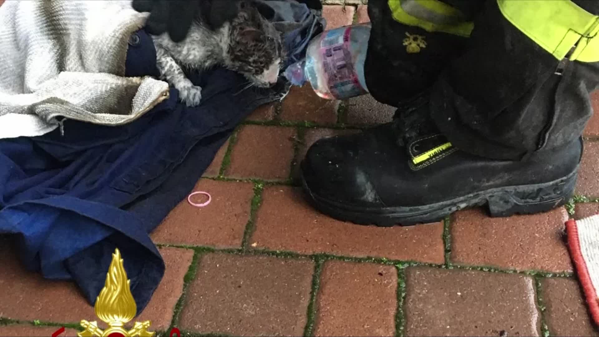 A fuoco un garage, nessun ferito. Morto un gattino