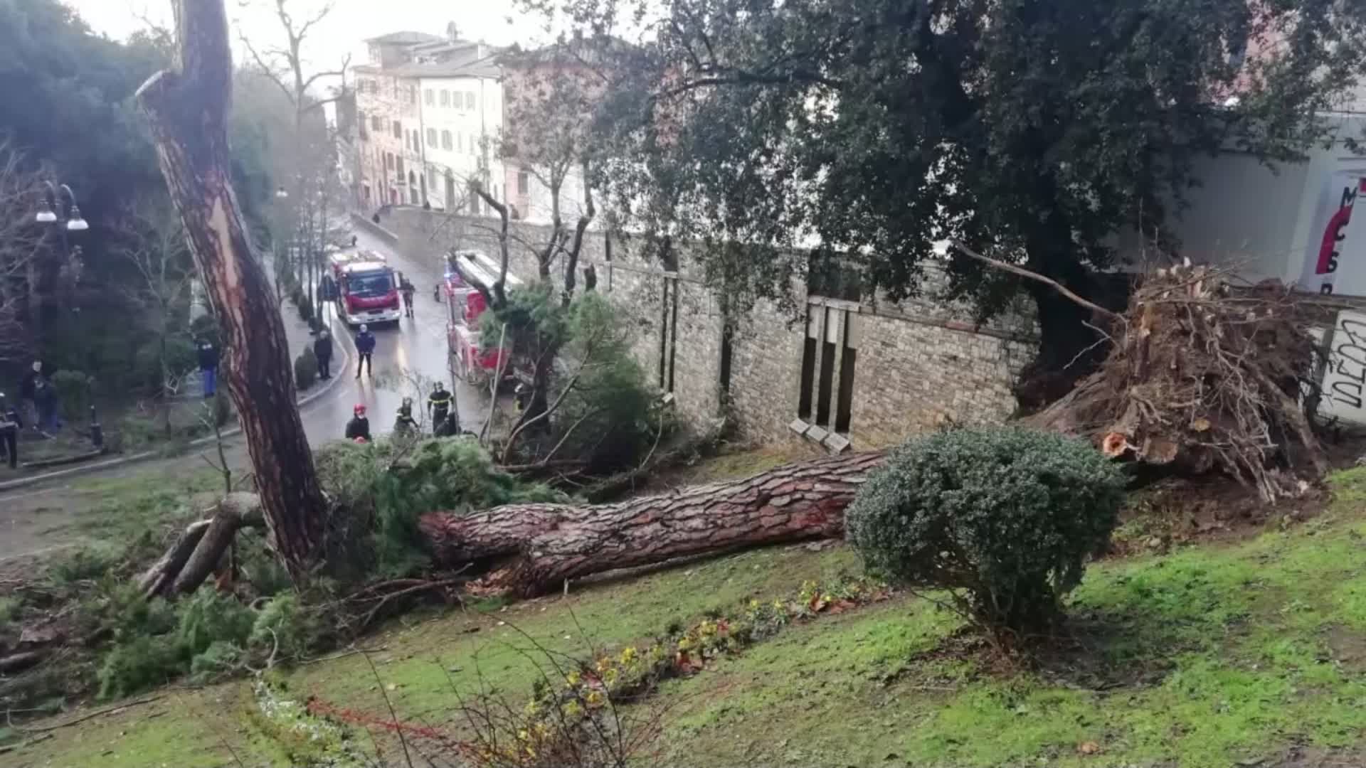 Albero cade in viale Indipendenza. Strada chiusa