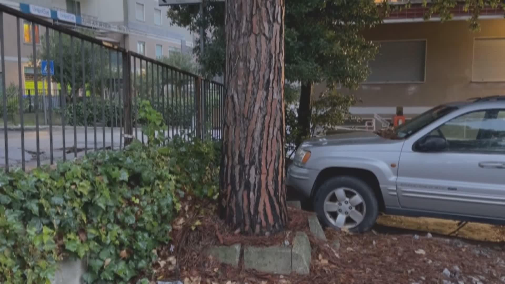 Albero via Fonti Coperte: ricorso urgente contro abbattimento