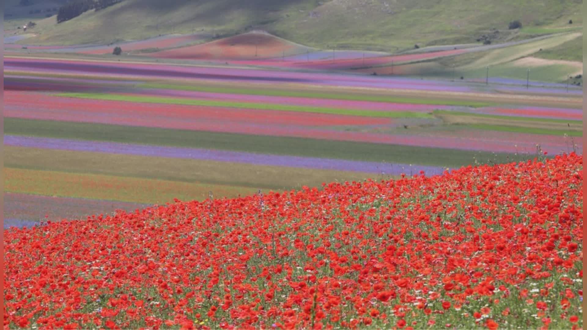 I produttori di lenticchia: "Senza tunnel fermiamo la fioritura"