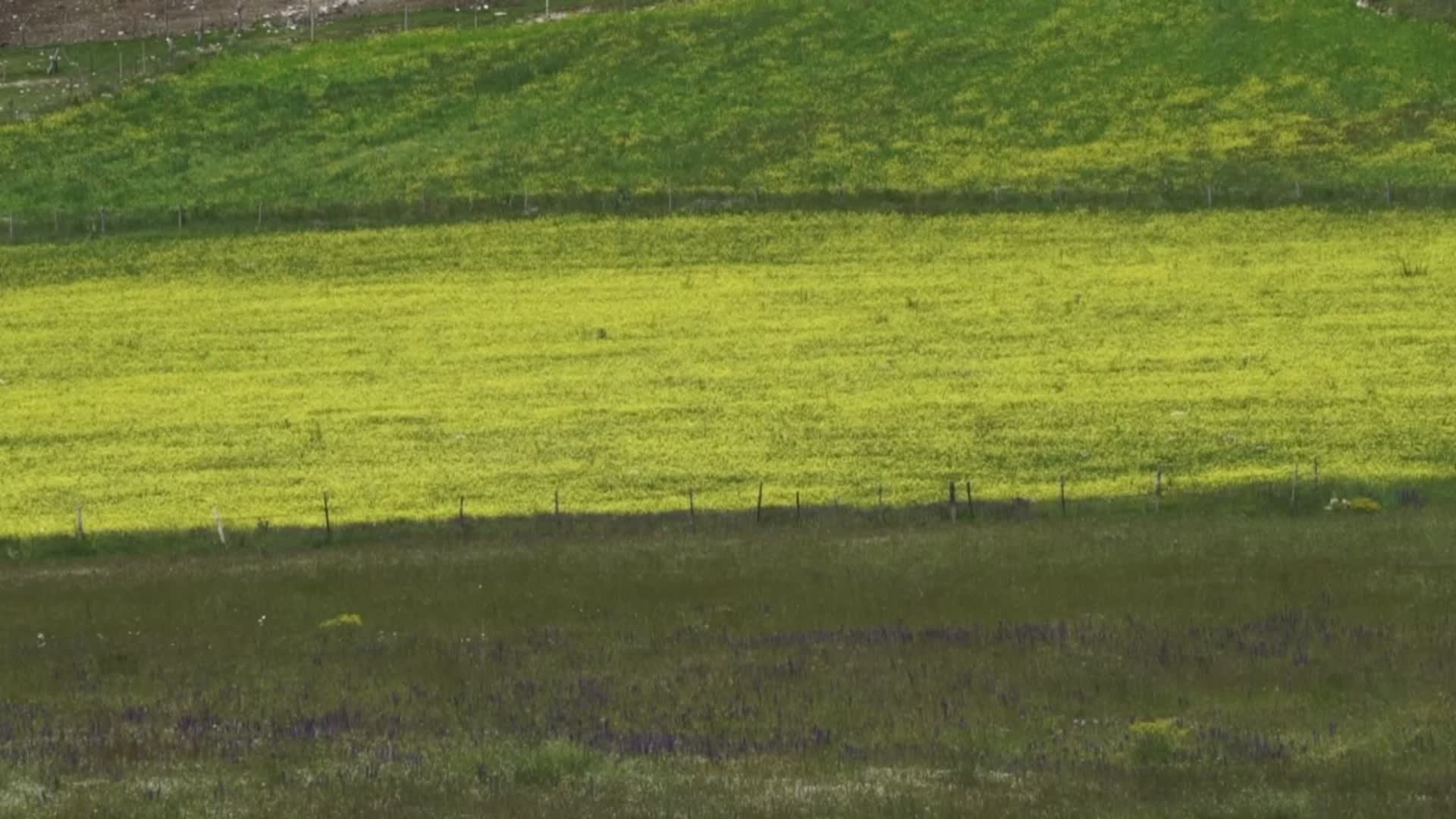 A Castelluccio di Norcia inizia la magia della fioritura