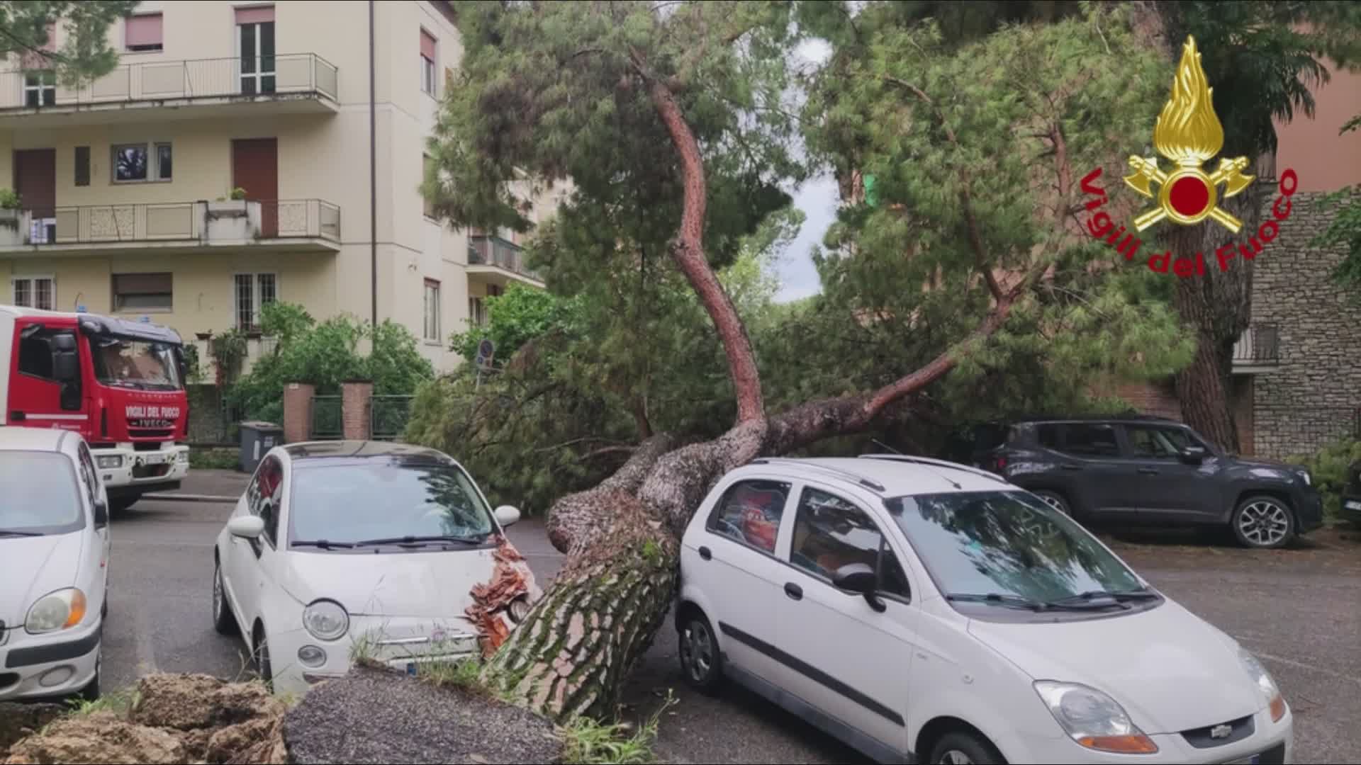 Maltempo, pino cade su tre auto in via Buonarroti. Nessun ferito