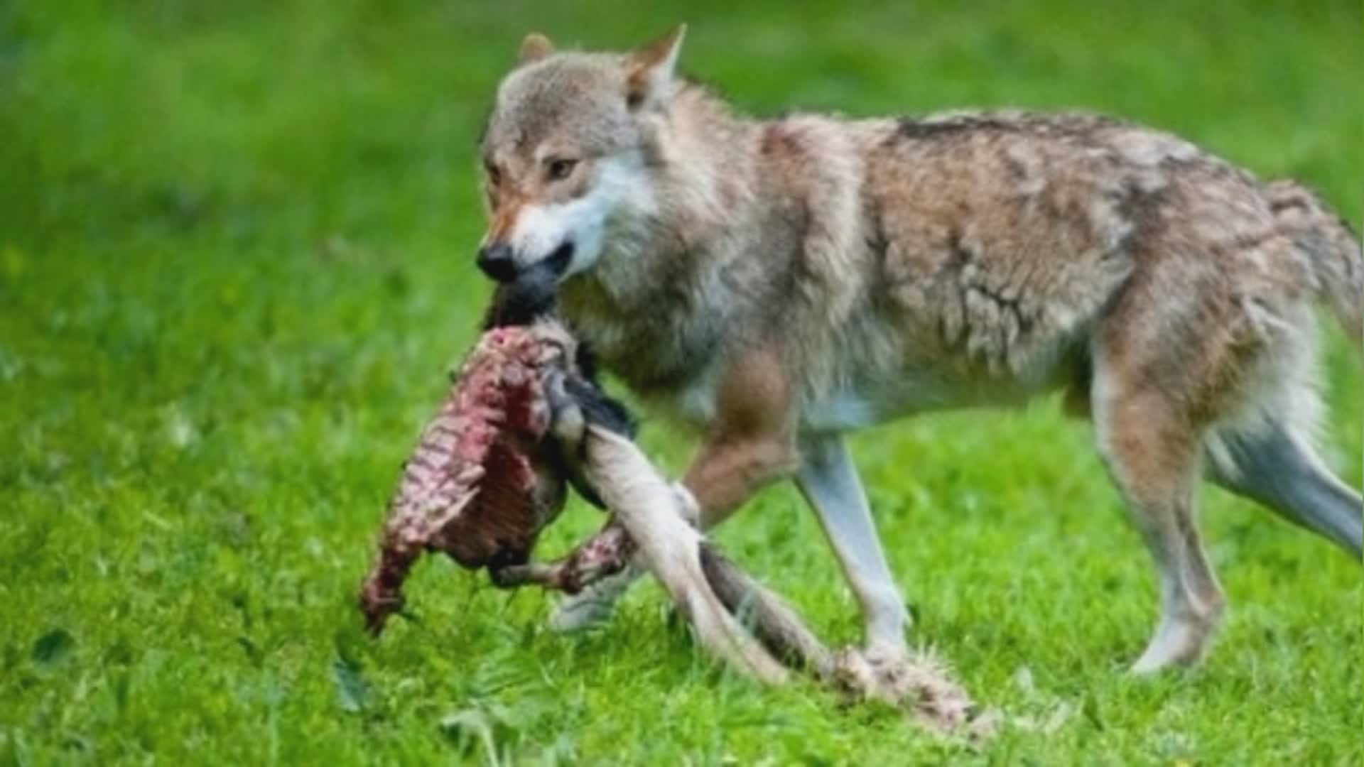 Nuovi attacchi di lupi a Valfabbrica: denuncia della Cia