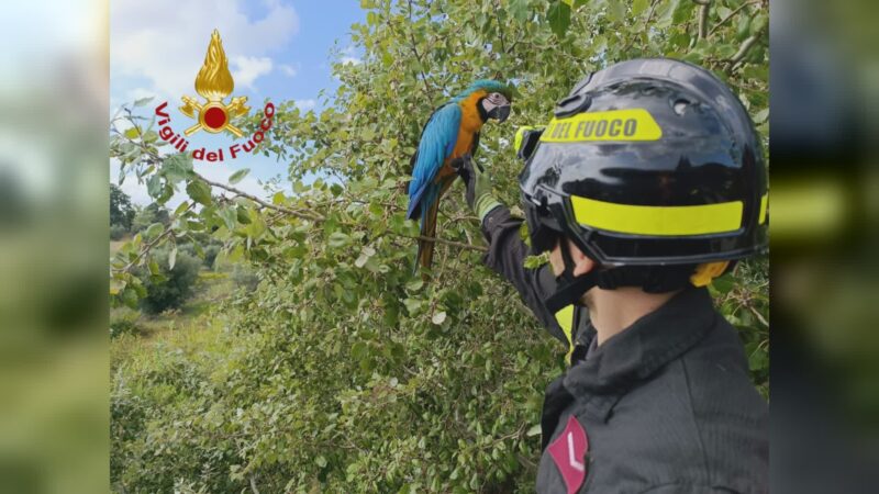 Vigili salvano pappagallo Ara scappato di casa