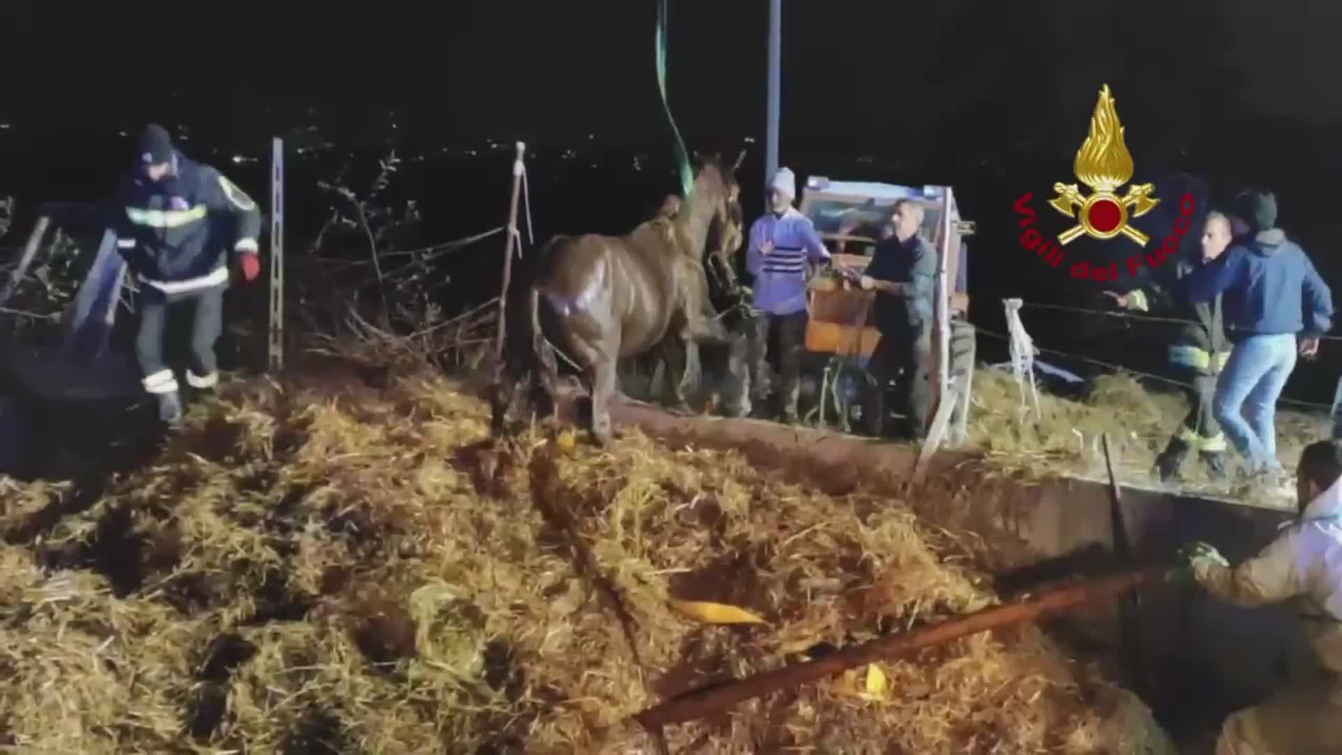 Cavallo finito in concimaia salvato a Marsciano