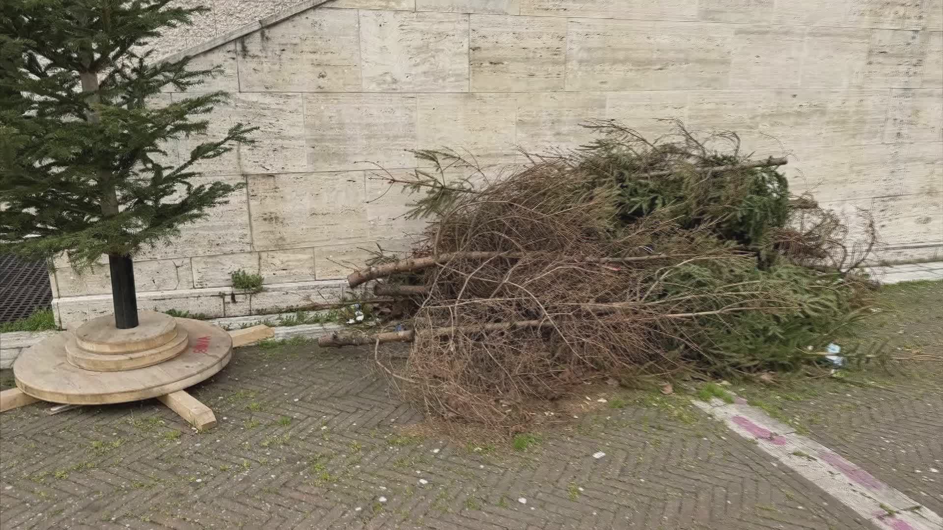 A Piazza del Bacio gli abeti morti usati per Natale