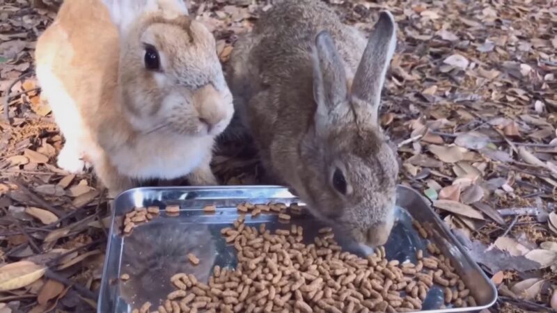 Il meraviglioso mondo dei conigli: ecco come adottarne uno