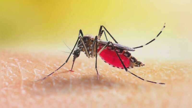 Dengue. Siamo a 4 casi. Le raccomandazioni Usl1, da giugno vaccino