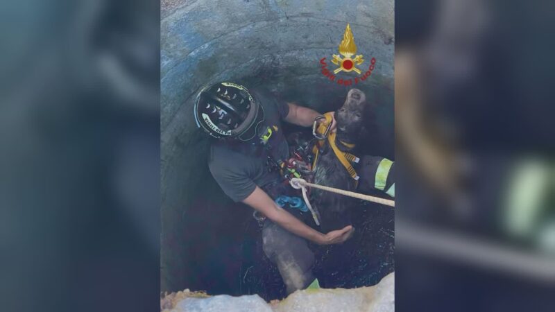 Ecco Edda, i pompieri riportano alla luce il setter caduto nel pozzo