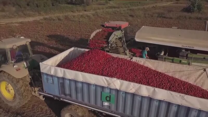 Contributi Regione su gasolio agricolo: “Bene ma snelliamo procedure”